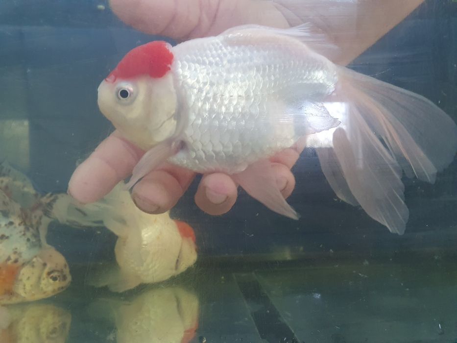 Carasi Oranda, Calico maturi, diferite culori