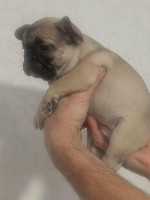 Продам.  Щеночка