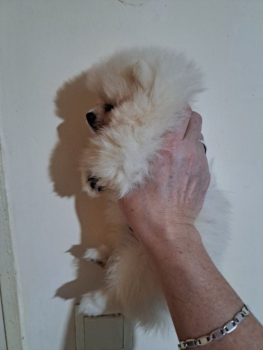 Померан мини шпиц