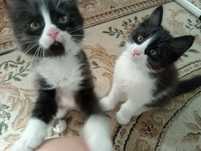 Котята / Мушукчалар
