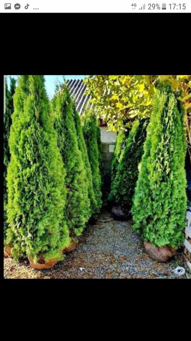 Tuia smarald plante de gradina