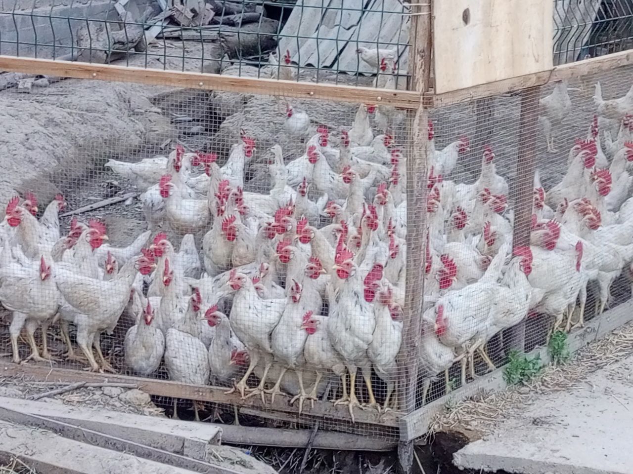 Продам петушки,  жўжа хўрозлар сотилади.