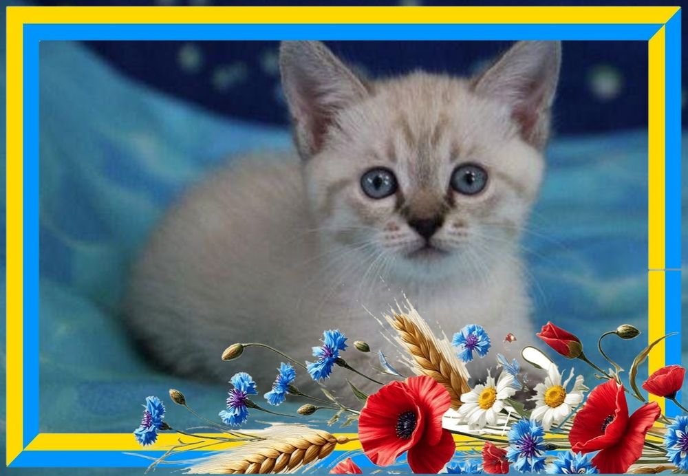 Котята в добрые руки