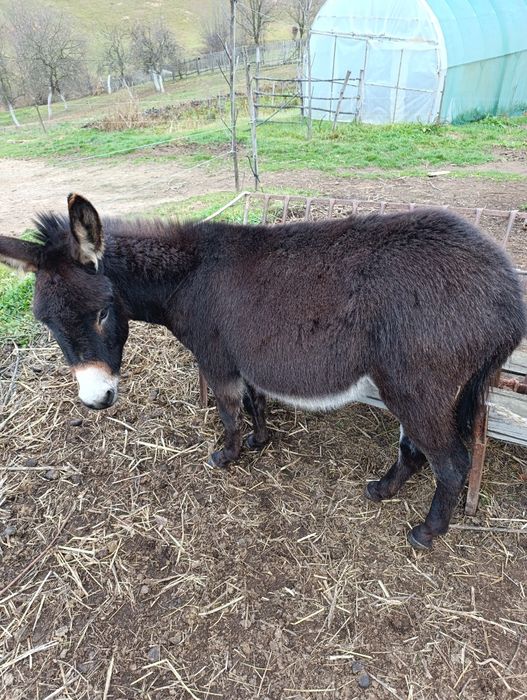 Vând doi pui de măgar și o măgăriță cu puii