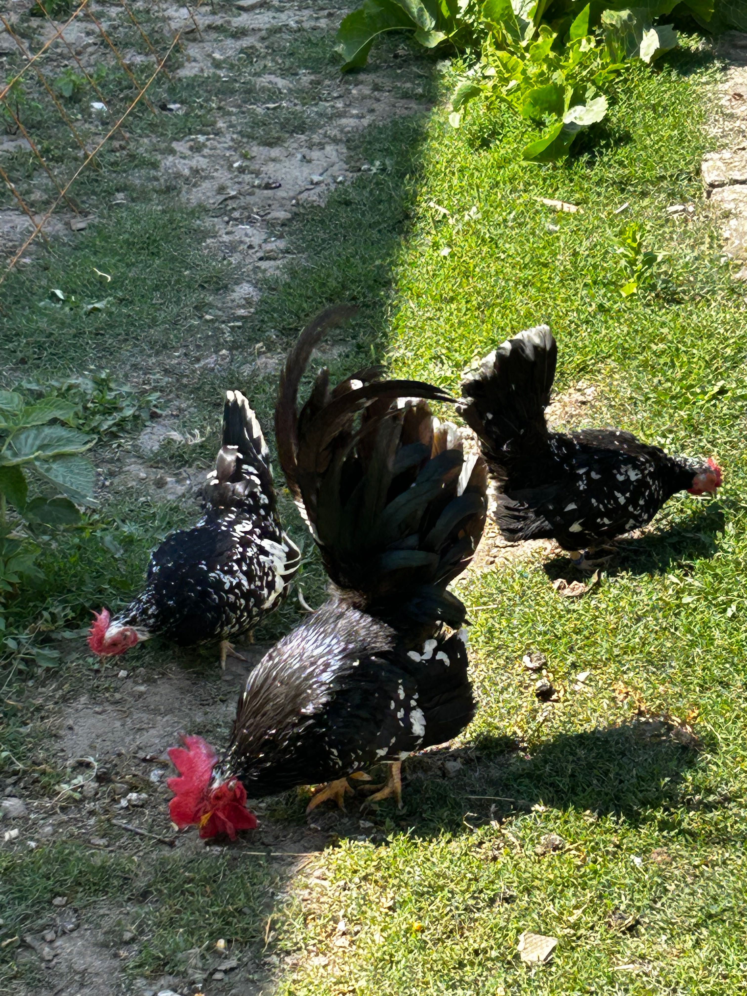 Găini pitice Chabo de vânzare 3+1