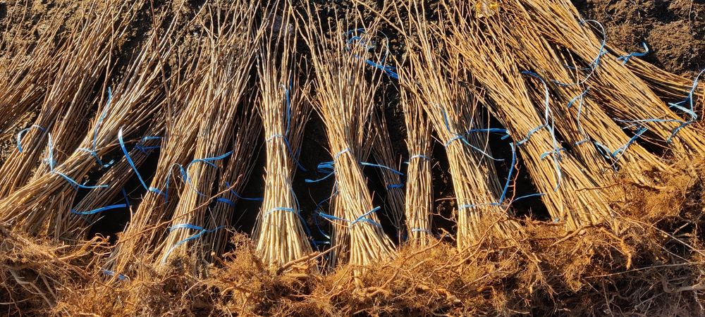 Puieți de plop energetic