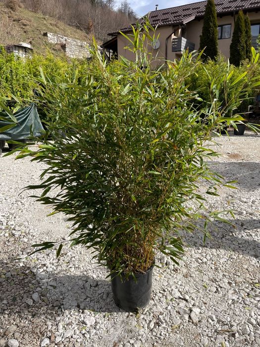 Bambus cu un coronament foarte bogat