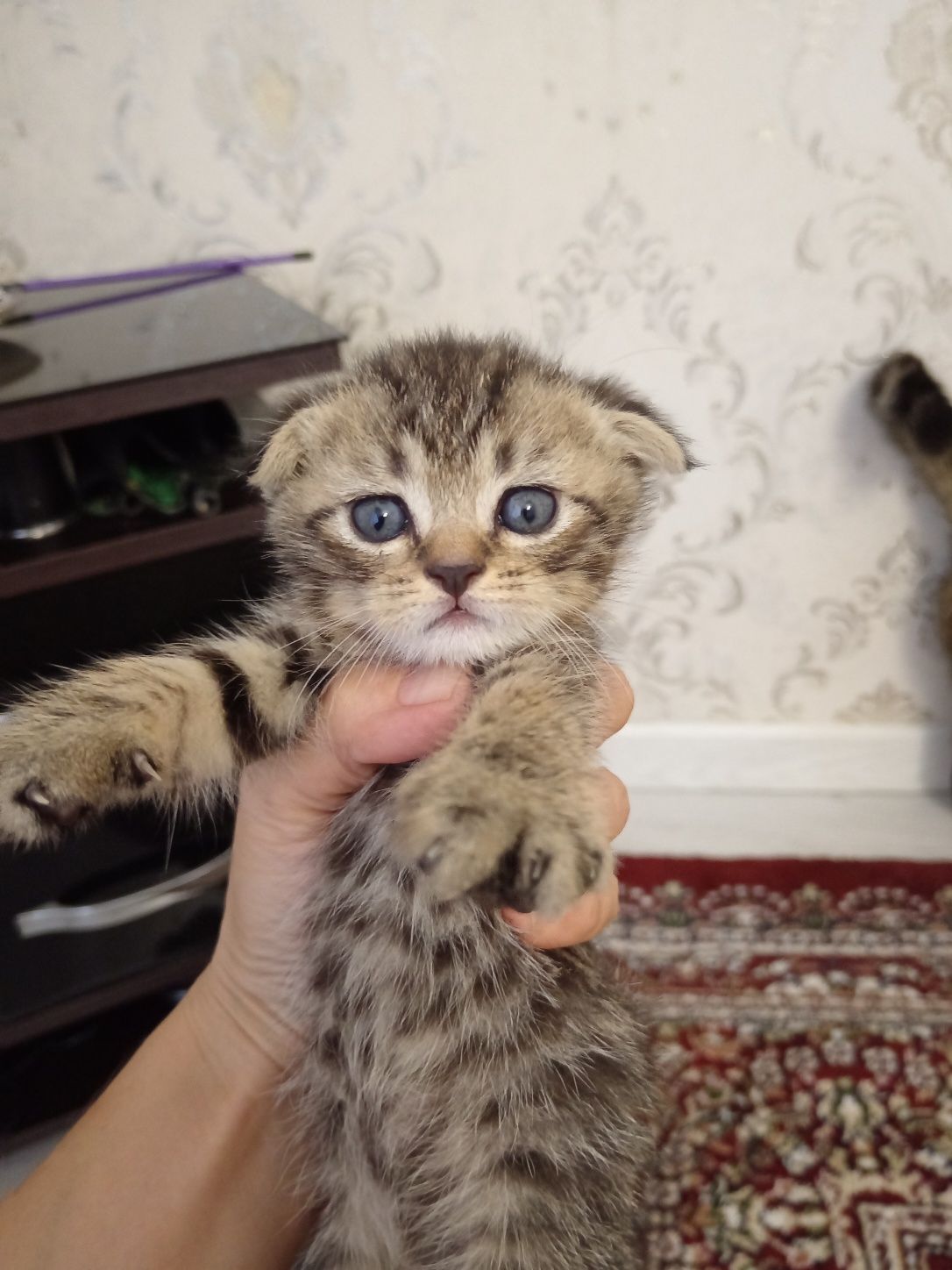 Чистокровные котята
