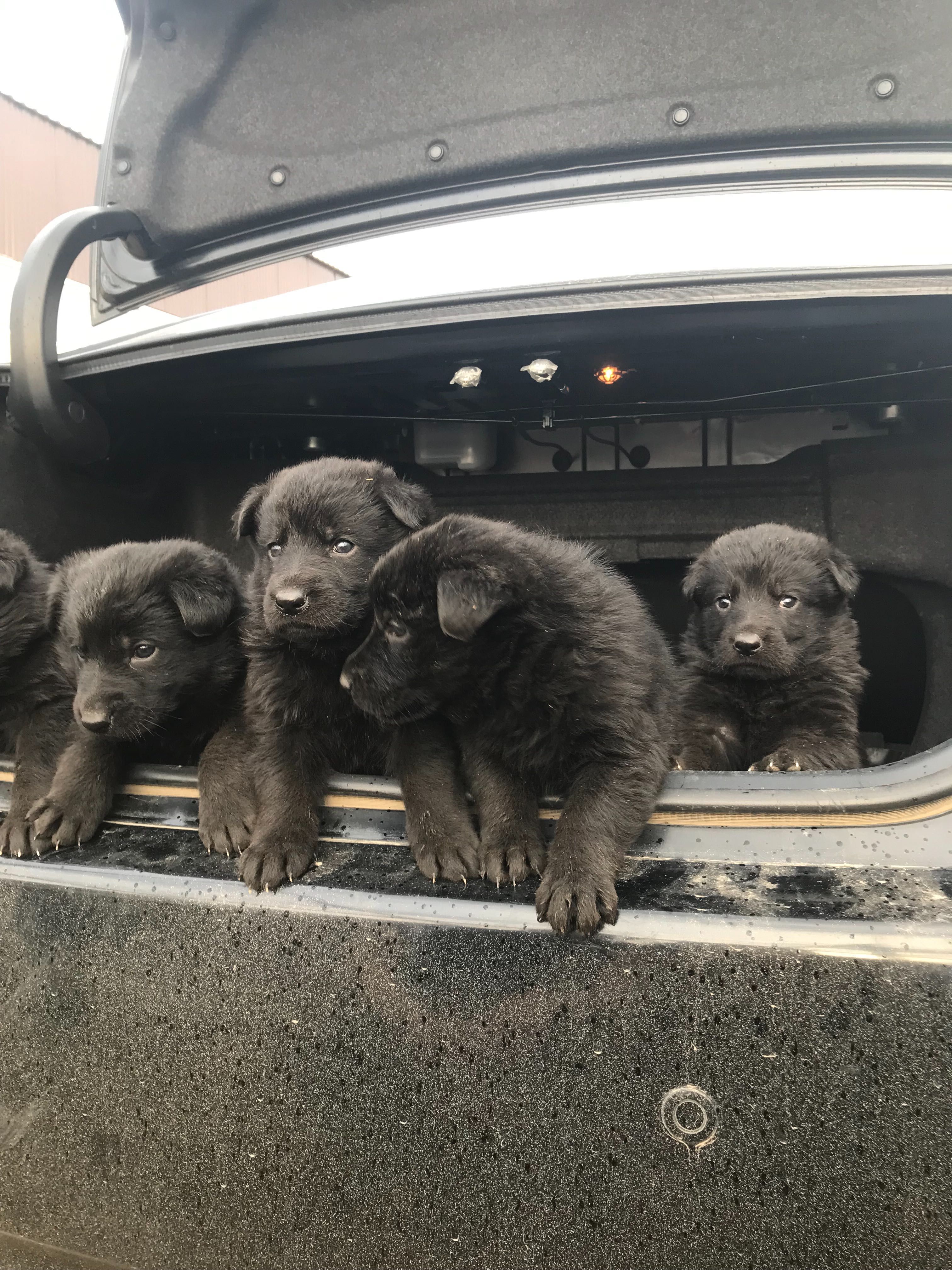 Продам щенят немецкой овчарки