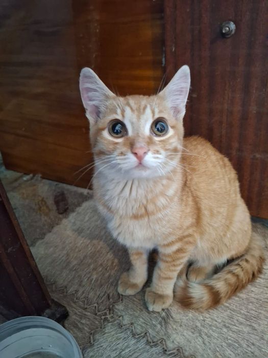 Котенок мальчик 4 месяца