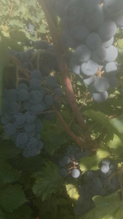 Struguri pentru vin/Nisipuri/2.5lei/kg