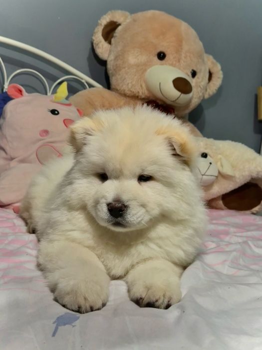 Chow Chow o mică prințesă