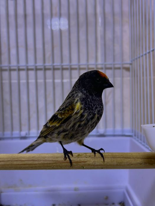 Kanareyka Karalyok Каралйок