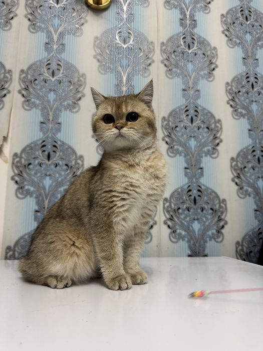 Продается котенок мальчик шиншила золото