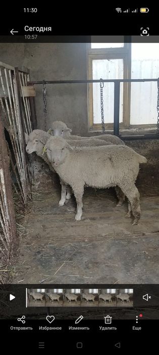 Продам кепе мереносы ярочки цена за голову 48 тысяч
