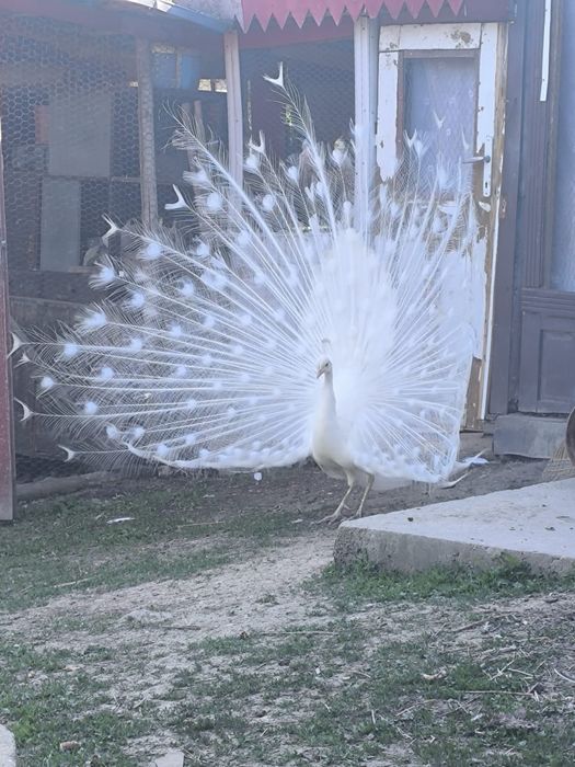 Vănd sau schimb păun Alb