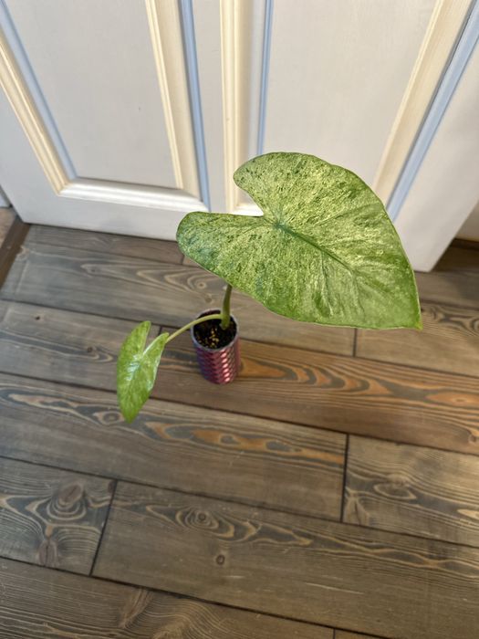 Алоказия Одора батик крупная