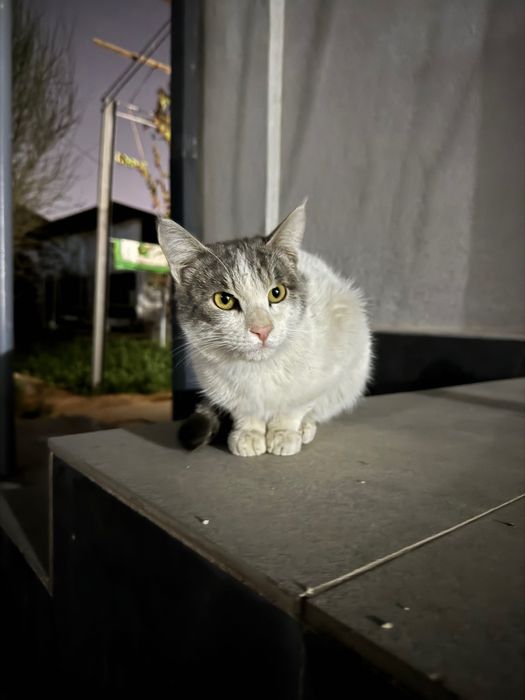 Отдам кота в хорошие руки