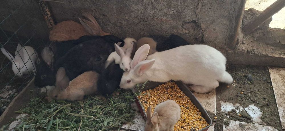Iepuri de casă Galați