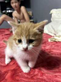 Маленькая рыжая кошка