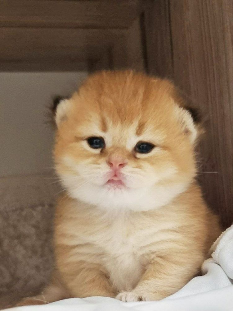 золотые котята шиншиллы