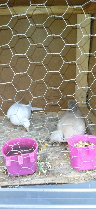 Turturele răzătoare