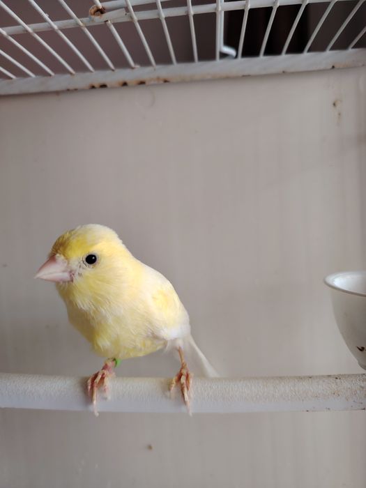 Canari Mascul Galbeni