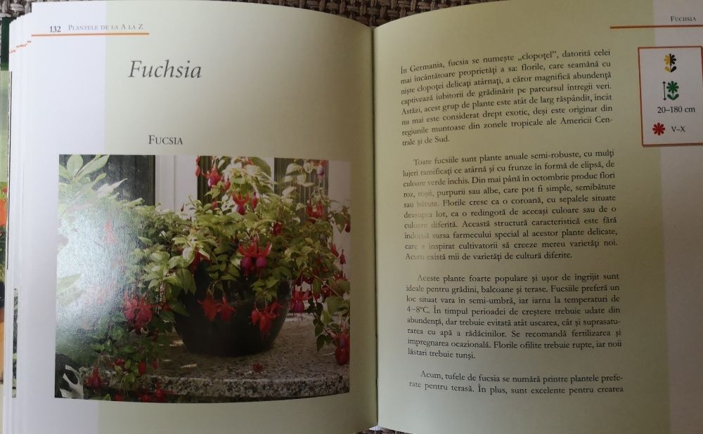 Plante pentru balcon si terasa - Dumont, editura All