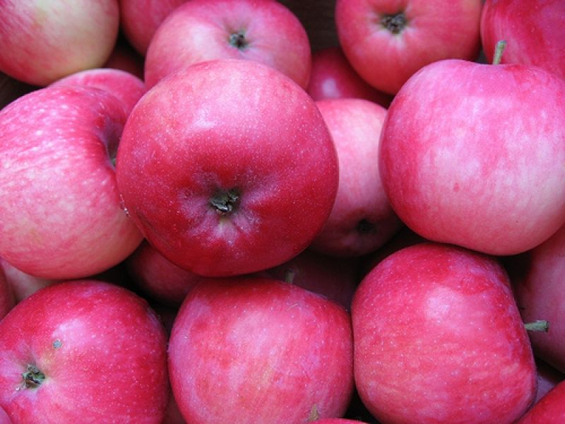Pomi fructiferi deosebiti  Mar Red Melba