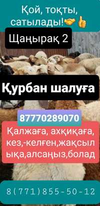 Бараны  кой   токтушки   овцы     продаётся   в  городе. г Алматы.