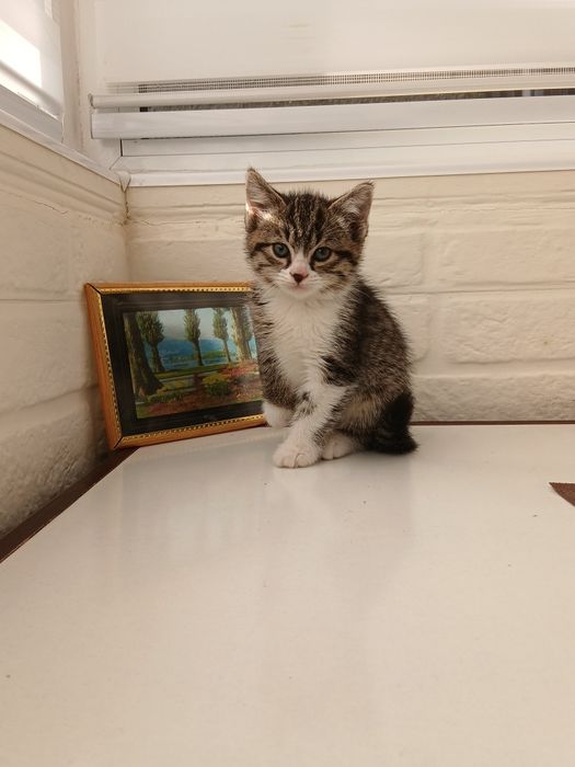 Отдадим котят в хорошие руки