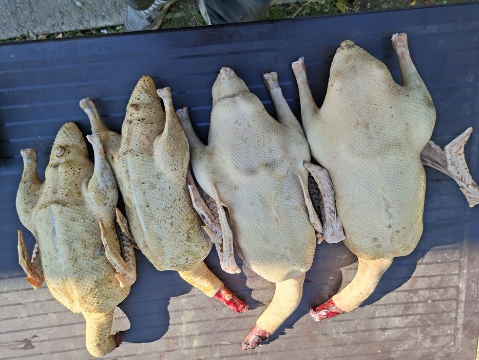 Vând gâște si rate leșești