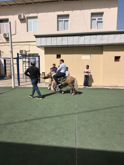 Poni otni udaridan,  kamyob rang, jismoniy holati idela