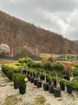 Plante Decorative Diverse pentru Grădini Amenajate cu Stil