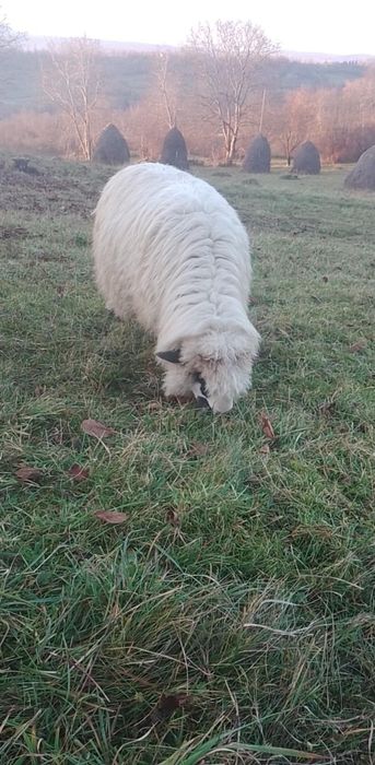 Vând șase oi bune de ținut