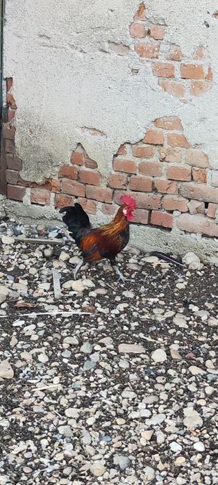 Cocoși pitici cocoșei pitici
