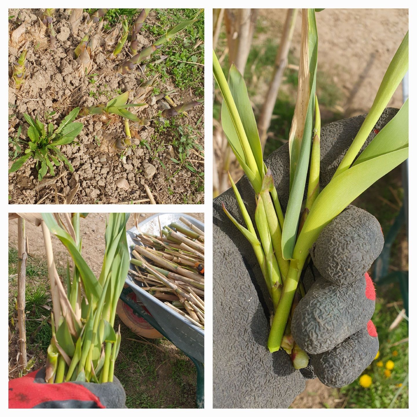 Rizomi de trestie uriașă Arundo donax