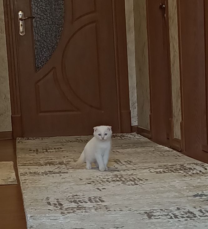 Котёнок вислоухий короткошерстная  Британская