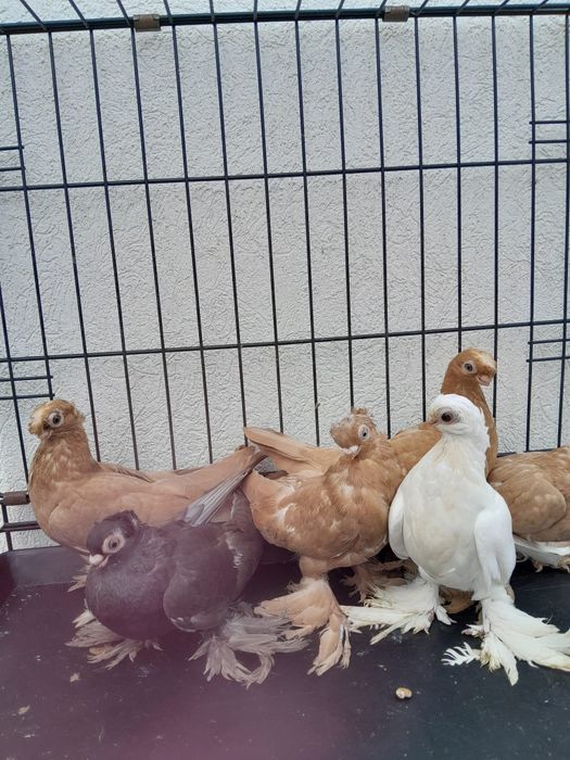 Узбекски гълъби. Мъжски и женски.