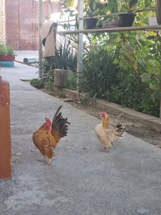 Серама сотилади соглом