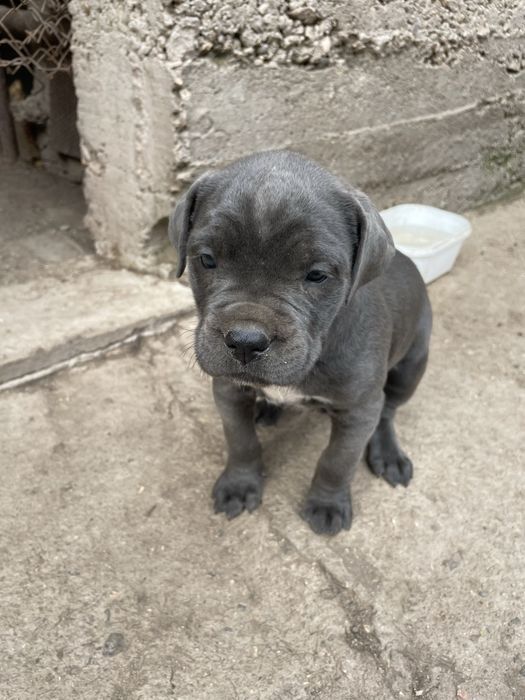 Кане корсо cane corso