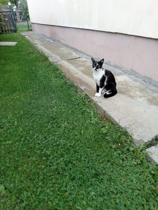 Donez pisicute ...băieți și fete ..