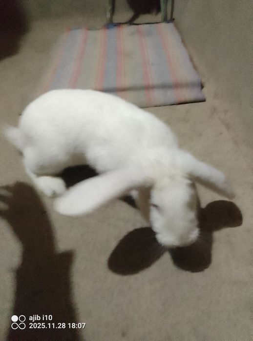 Quyon sotiladi erkak