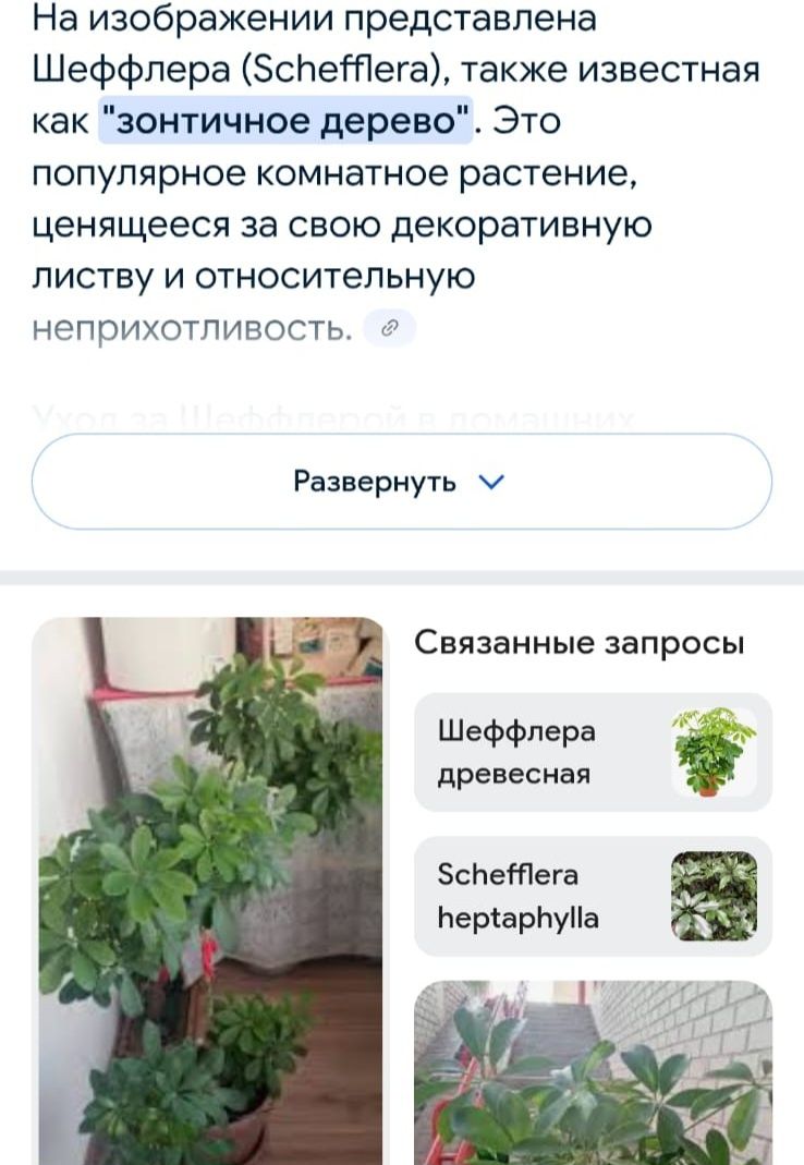 Комнатные растения.  Почти даром.