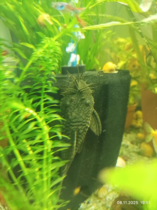 Взрослый самец сомика L-393 Madre De Dios