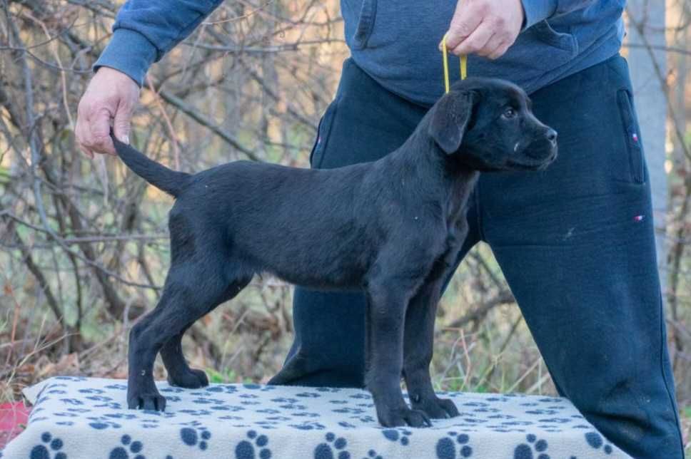 Cane corso mascul  4 luni