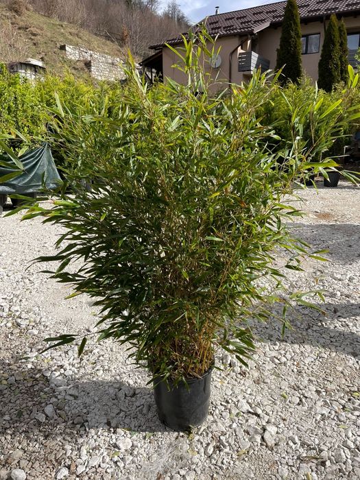 Spirală. bambus. Buxus.