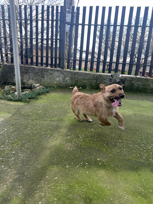 Мъжко куче териер