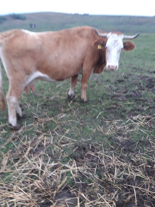 Vaca  de  vanzare