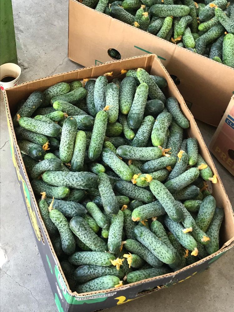 Castraveți / Cucumbers/ ogórki/ огірки